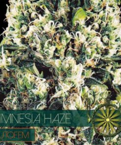 Alternative view of Auto AMNESIA HAZE - 05 zaden - VT