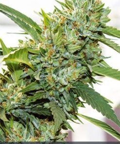 Alternative view of Auto VISION KUSH - 05 zaden - VT