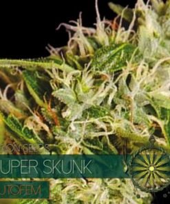 Alternative view of Auto SUPER SKUNK - 05 zaden - VT