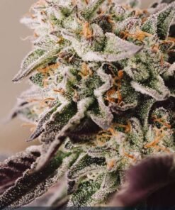 Alternative view of Auto VISION GELATO - 5 zaden - VT