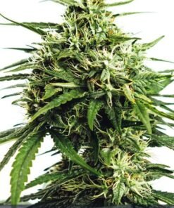 Alternative view of Auto VISION GORILLA - 5 zaden - VT